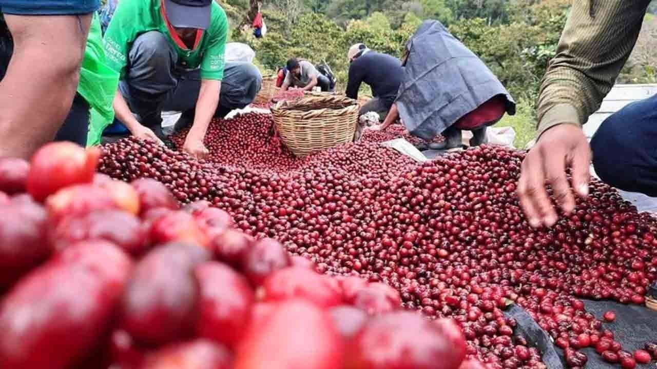 İklim krizi kahveyi vurdu: Aşırı sıcaklar fiyatı artırıyor
