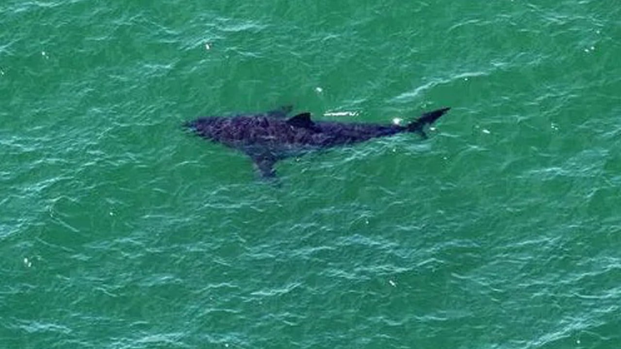 İlk ölümcül saldırı kayıtlara geçti: Zararsız sanılan dusky köpekbalığı, turisti öldürdü