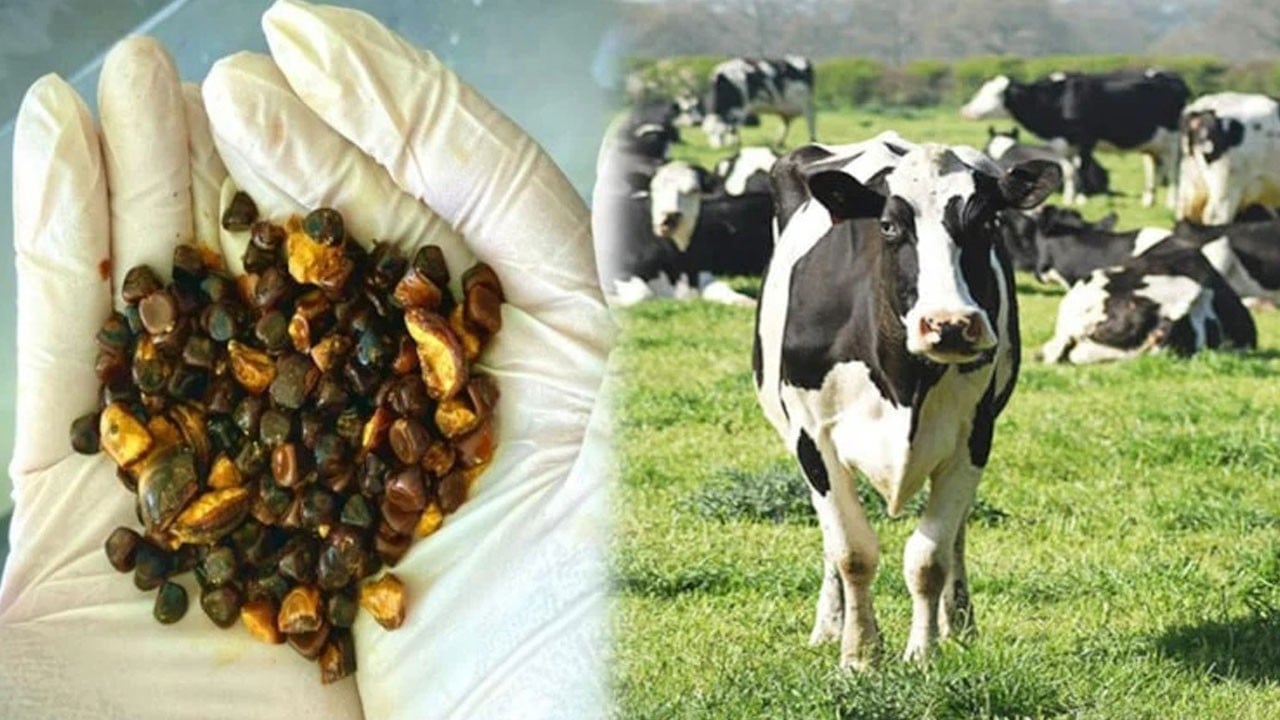 İnekler karnında hazine taşıyormuş: Bulan köşeyi dönüyor