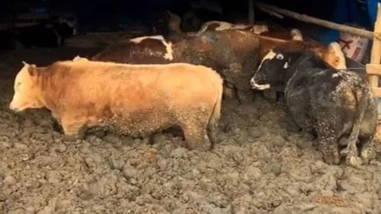 İnsanlığın çamura battığı işkence çiftliğini bakanlık bastı!