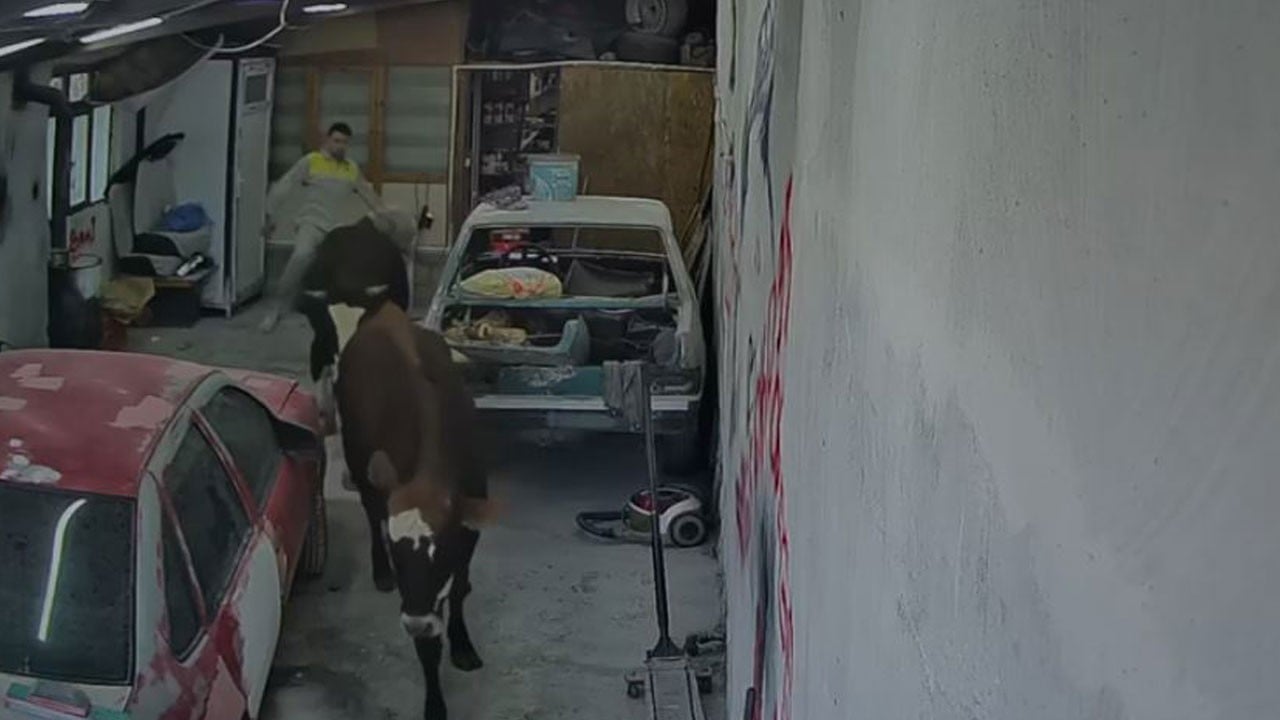 İşçiler neye uğradığını şaşırdı! Ahırdan kaçıp oto tamirciye girdiler