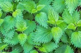 Isırgan Otu Faydaları Neler? Çayı ve Kremi Nasıl Kullanılır?