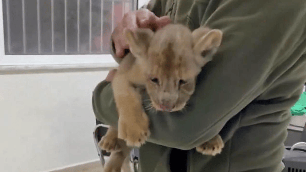 İstanbul'da yavru aslan ele geçirildi