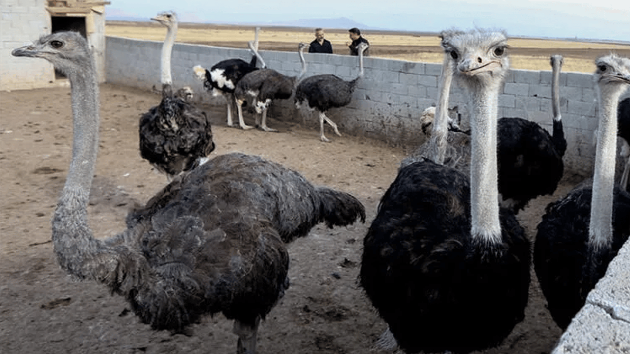 İstanbul'daki işini bırakıp, devekuşu çiftliği kurdu!