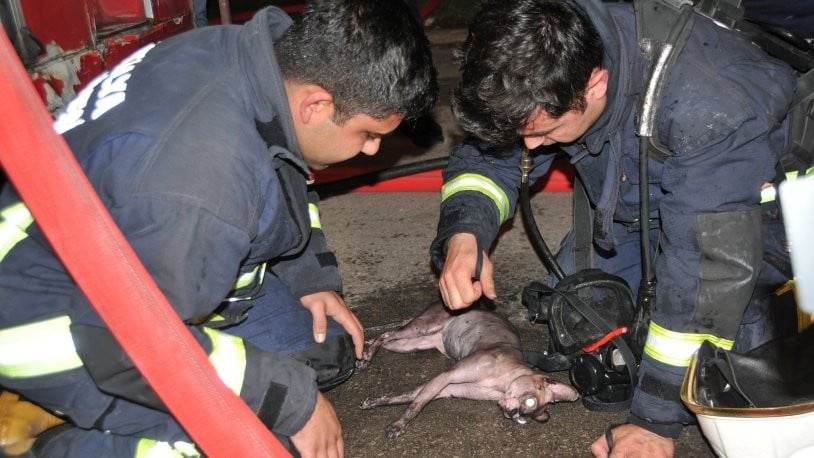 İtfaiye eri yangında dumandan etkilenen kediyi kalp masajı ile hayata döndürdü