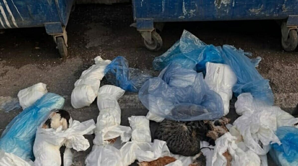 İzmir'de 33 kedi ölü bulunmuştu! Veteriner ile ilgili flaş gelişme yaşandı