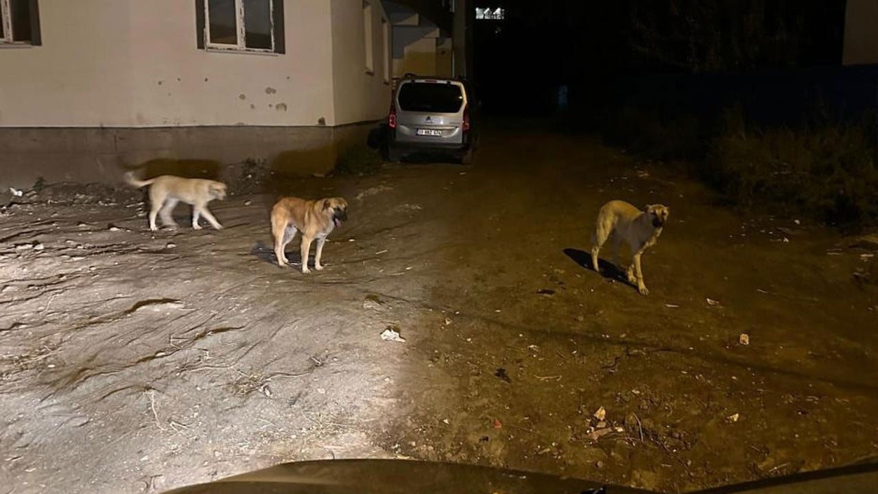 Kağızman’da sokak köpeği tehlikesi! Vatandaşlar yalnız yürüyemiyor