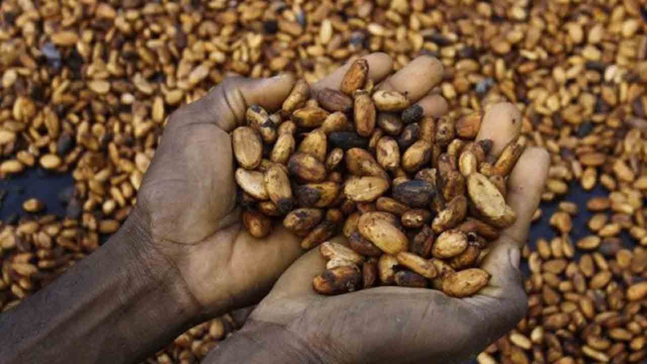 Kakao çakıldı: Piyasada panik hakim