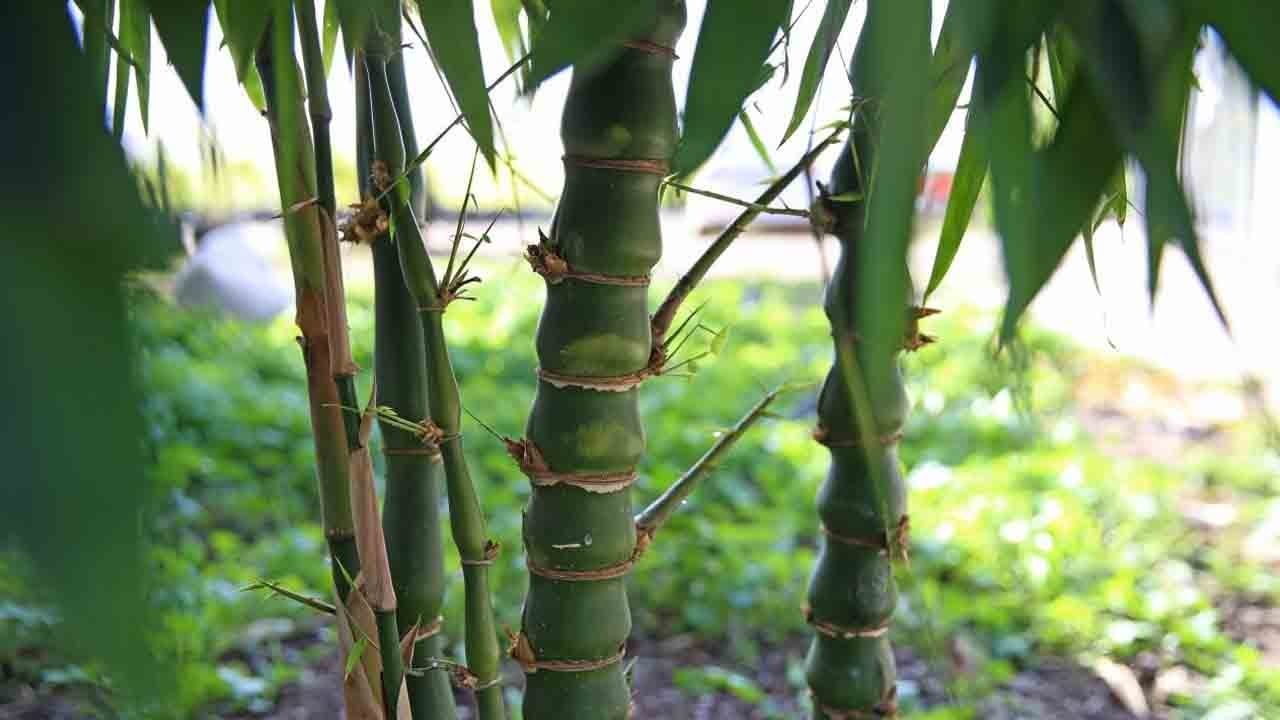Kan şekeri ve kalp için yeni umut: Bambu filizleri