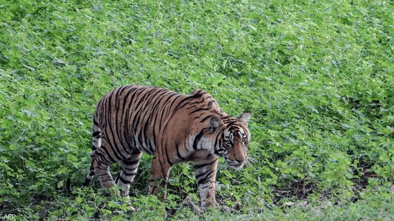 Kaplan, bir çocuğu yedi!