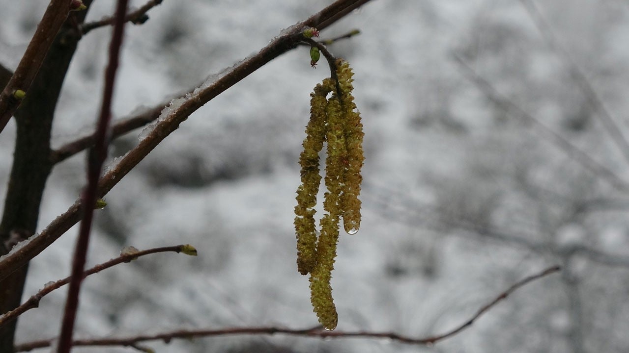 Kar sevindirdi ama... Fındık bahçelerinde temkinli bekleyiş