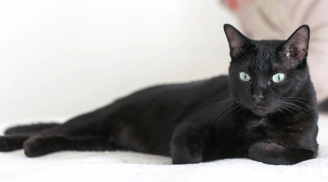 Kara Kedi Sahiplenmek Yasak! İşte Nedeni