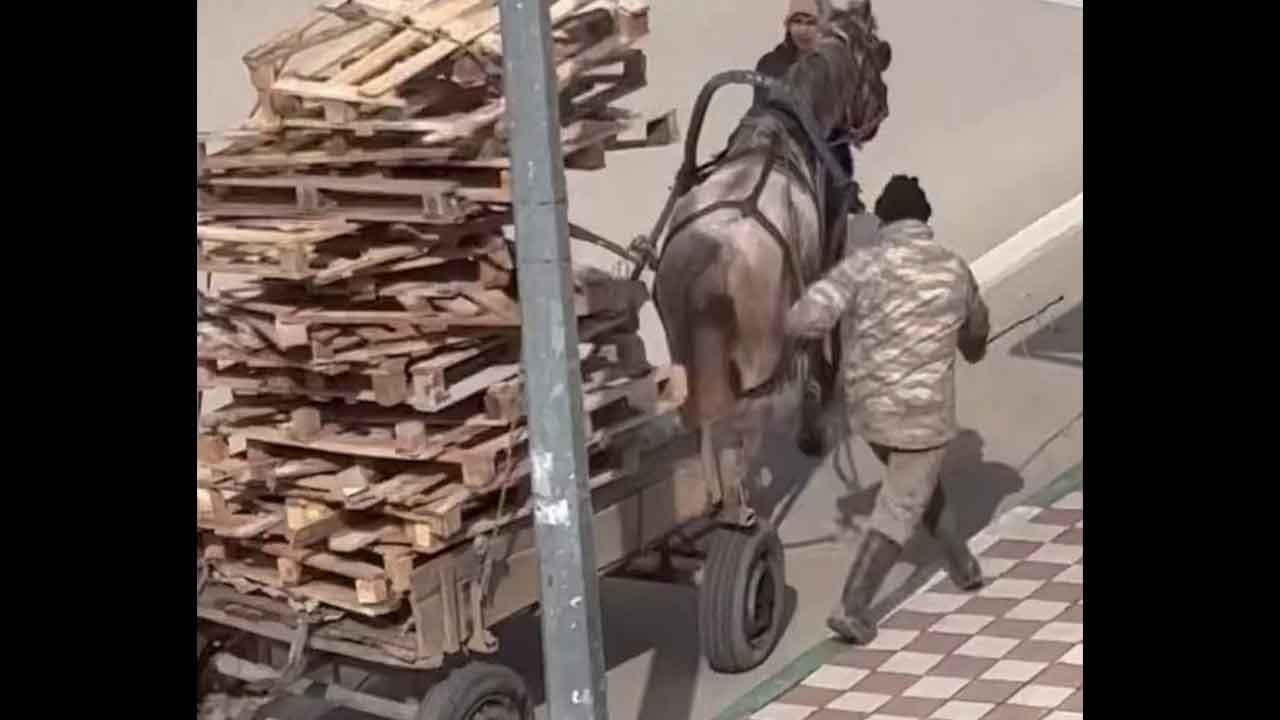 Karacabey'de vicdanları sızlatan o görüntü! Zavallı hayvanın ağır yük altındaki çaresizliği kameraya yansıdı