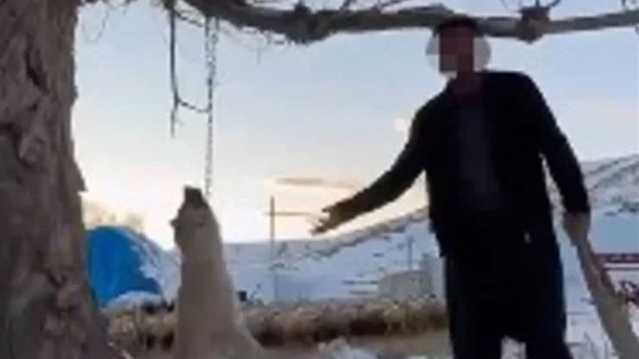 Kayseri'de kan donduran görüntü! Köpeği ağaca asarak katletti