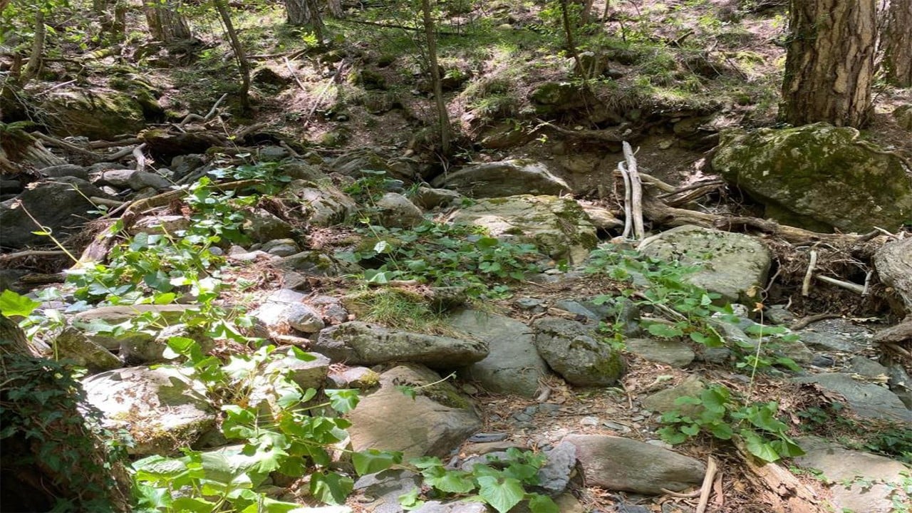 Kaz Dağları'nda keşfedildi Bir böceğimiz daha oldu