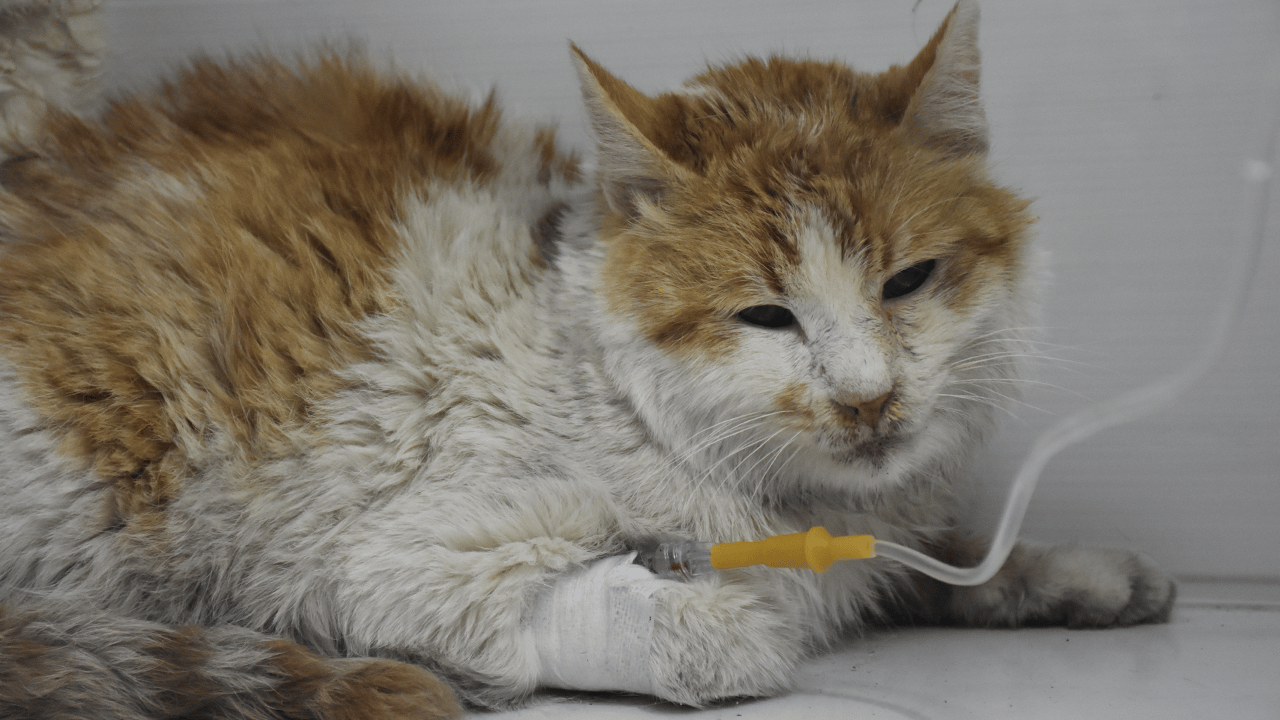 Kedi dolu evde yangın! 26 kedi öldü