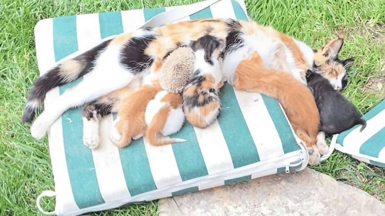 Kedi ve kirpilerin ‘süt kardeşliği’ yürekleri ısıttı