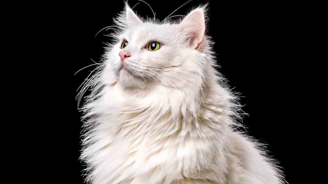 Kedilerin gizli dili çözüldü: Mırlama kimliği ele veriyor