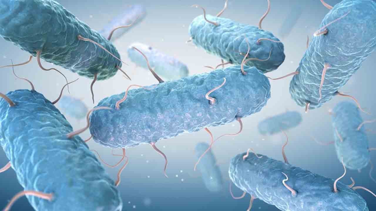 Kendi kendini yok ediyor: Kanser avcısı bakteri