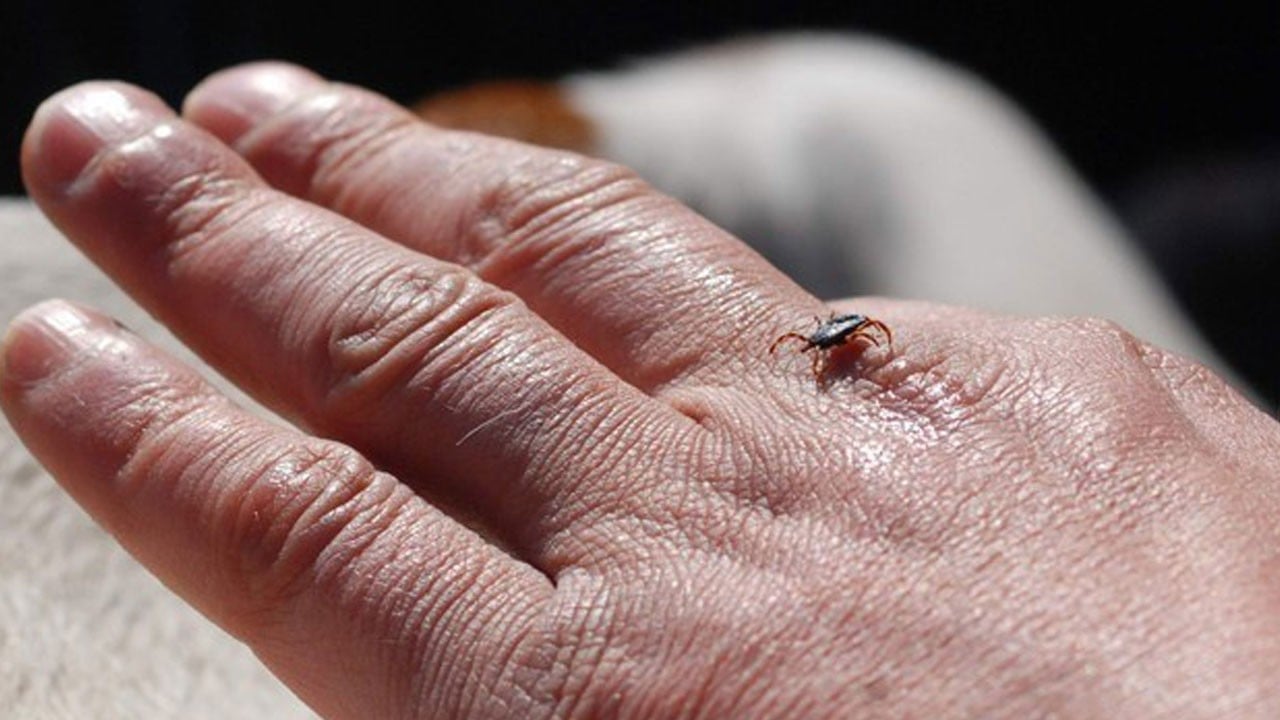 Keneden korunmak mümkün mü? Havalar ısındı kabus geri döndü