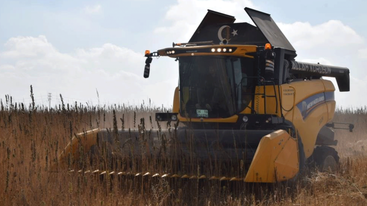 Kenevir hasadı başladı