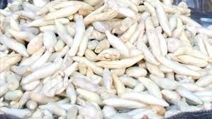 Kenger sakızı nedir? Doğal sakız nasıl yapılır aşamaları?