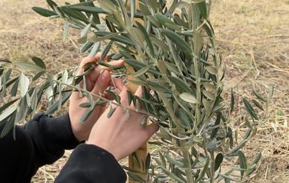 Kervan’dan Anlamlı Sosyal Sorumluluk Projesi; "Okul Bahçeleri Zeytin Bahçeleri Olsun"