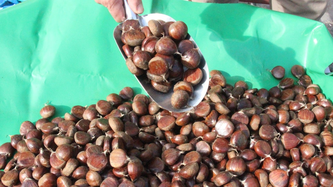 Kestane zamanı! Pazarda fiyatı 250 TL'ye çıkıyor