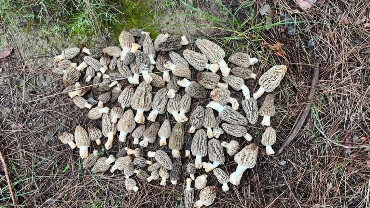 Kilosu 1500 lira! Ormandan çıkan servet