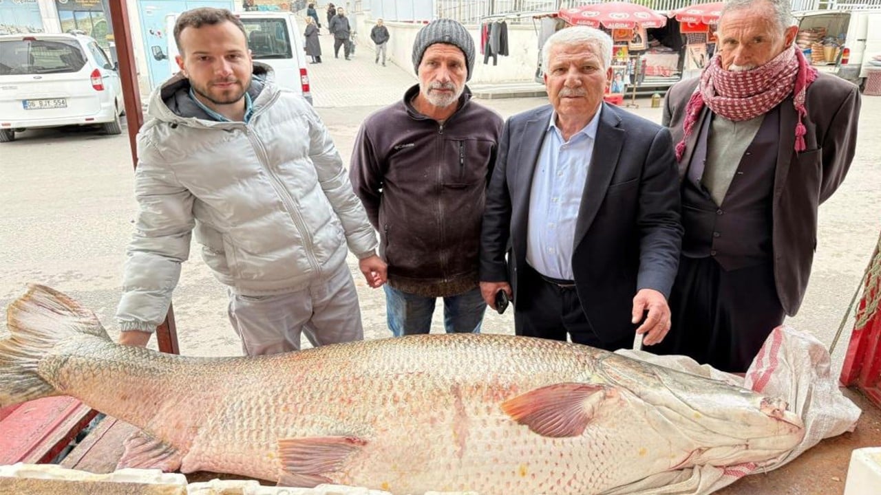 Kilosu 350 liradan kapışıldı 120 kiloluk dev turna anında satıldı
