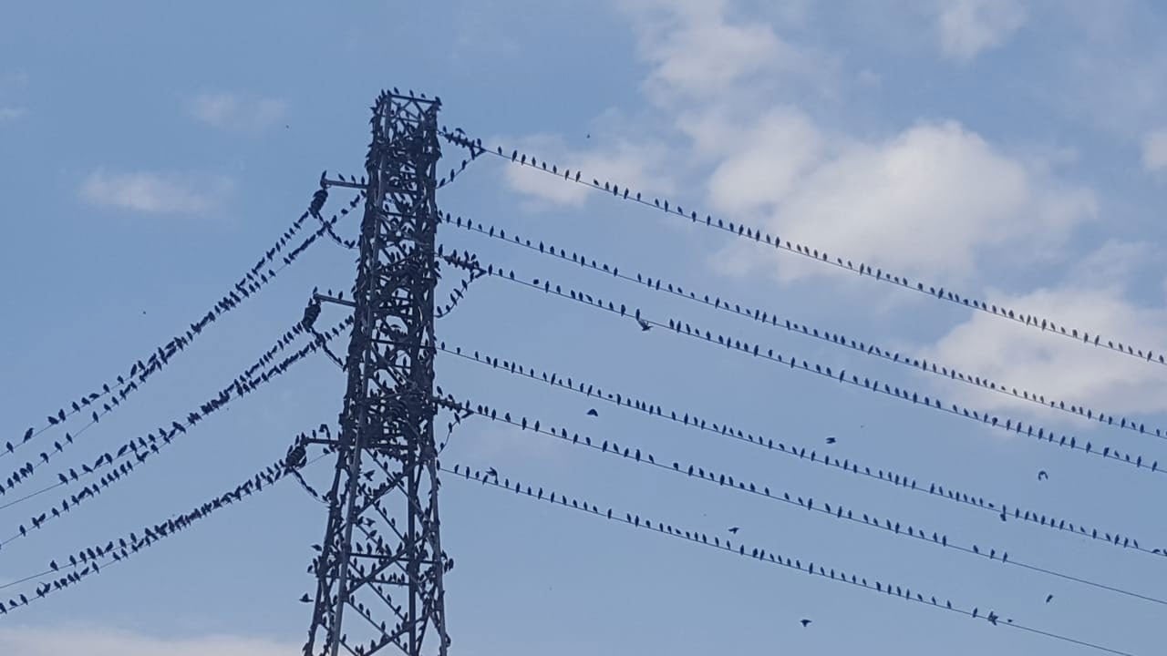 Kırlangıçlar göç yolunda mola verdi!