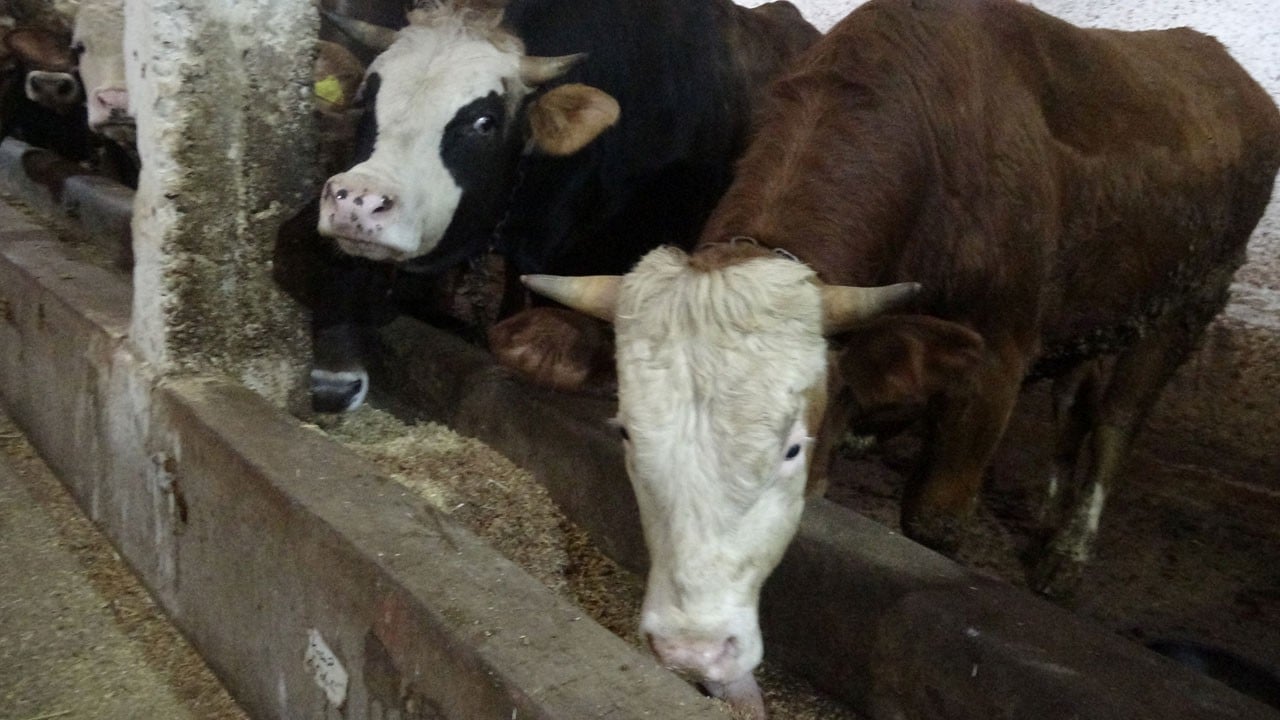 Kırmızı ette güçlü merkez! Üretimde ilk 5'e girdi