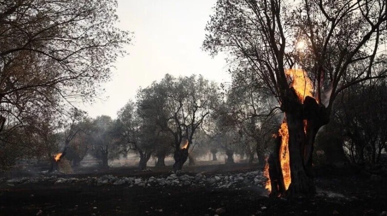 Komşuda orman yangını evlere yaklaştı! Bölge tahliye edildi