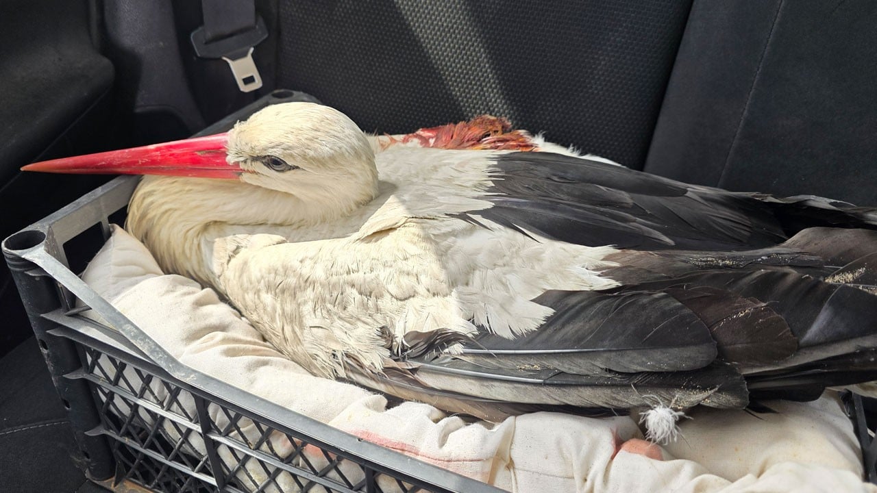 Korkunç olay! Göç yolunda leylekleri vurdular