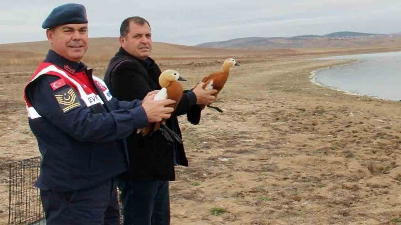 Koruma altındaki kuşları vurdu! ‘Angut’a 16 bin lira ceza