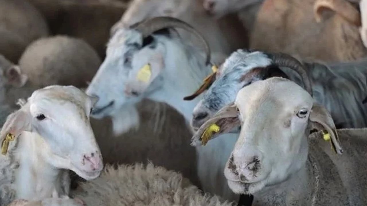Kurban bağışında dolandırıcı tuzağına dikkat!