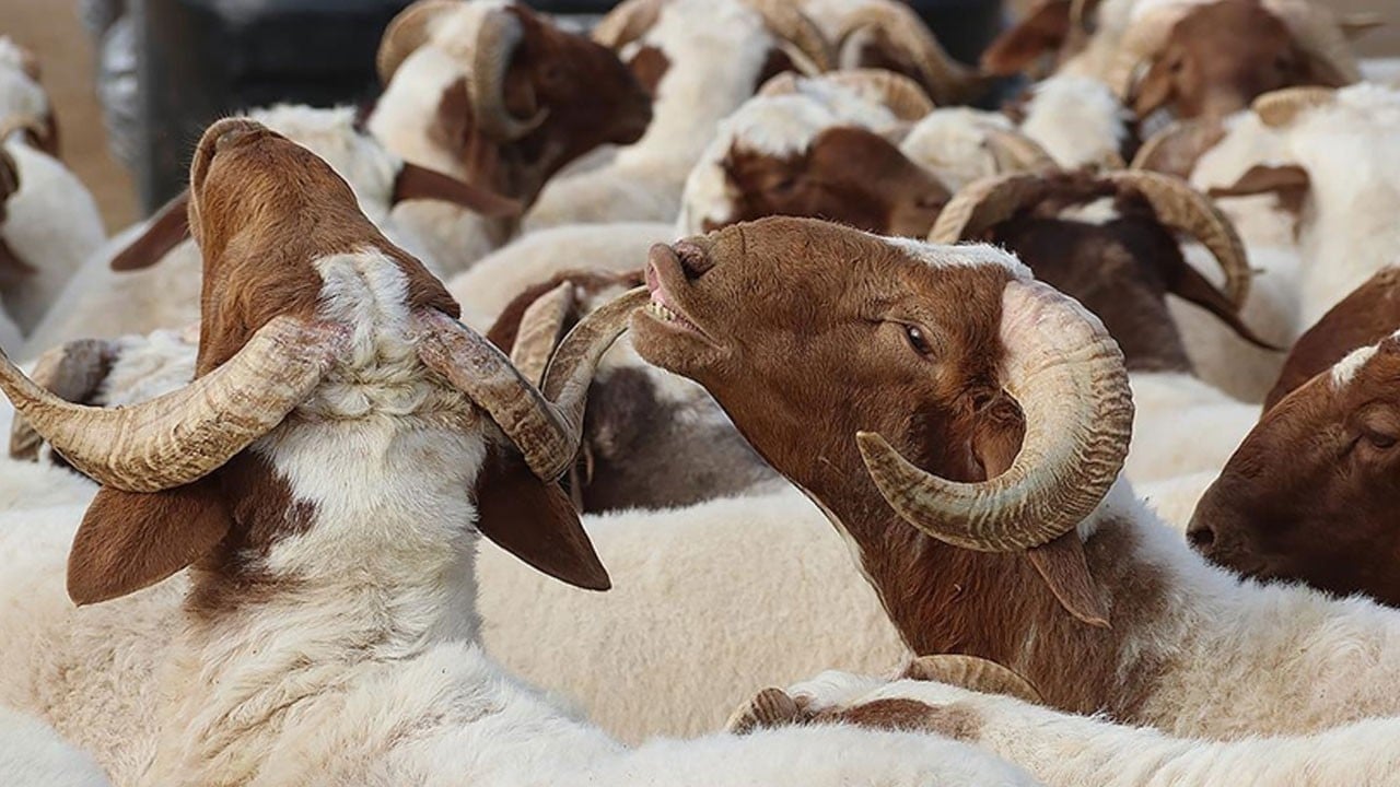 Kurban Bayramı ne zaman? 2026 Kurban Bayramı hangi tarihe denk geliyor?