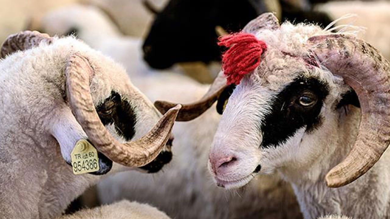 Kurban Bayramı tatili 9 gün mü?