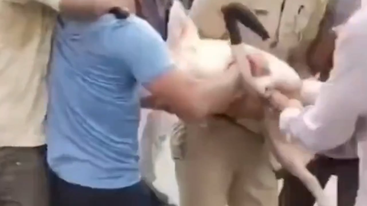 Kurban pazarına domuz getirip dalga geçtiler!