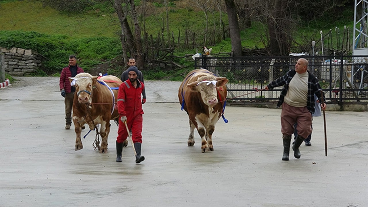 Kurbanlık tosunlar maşallah dedirtti