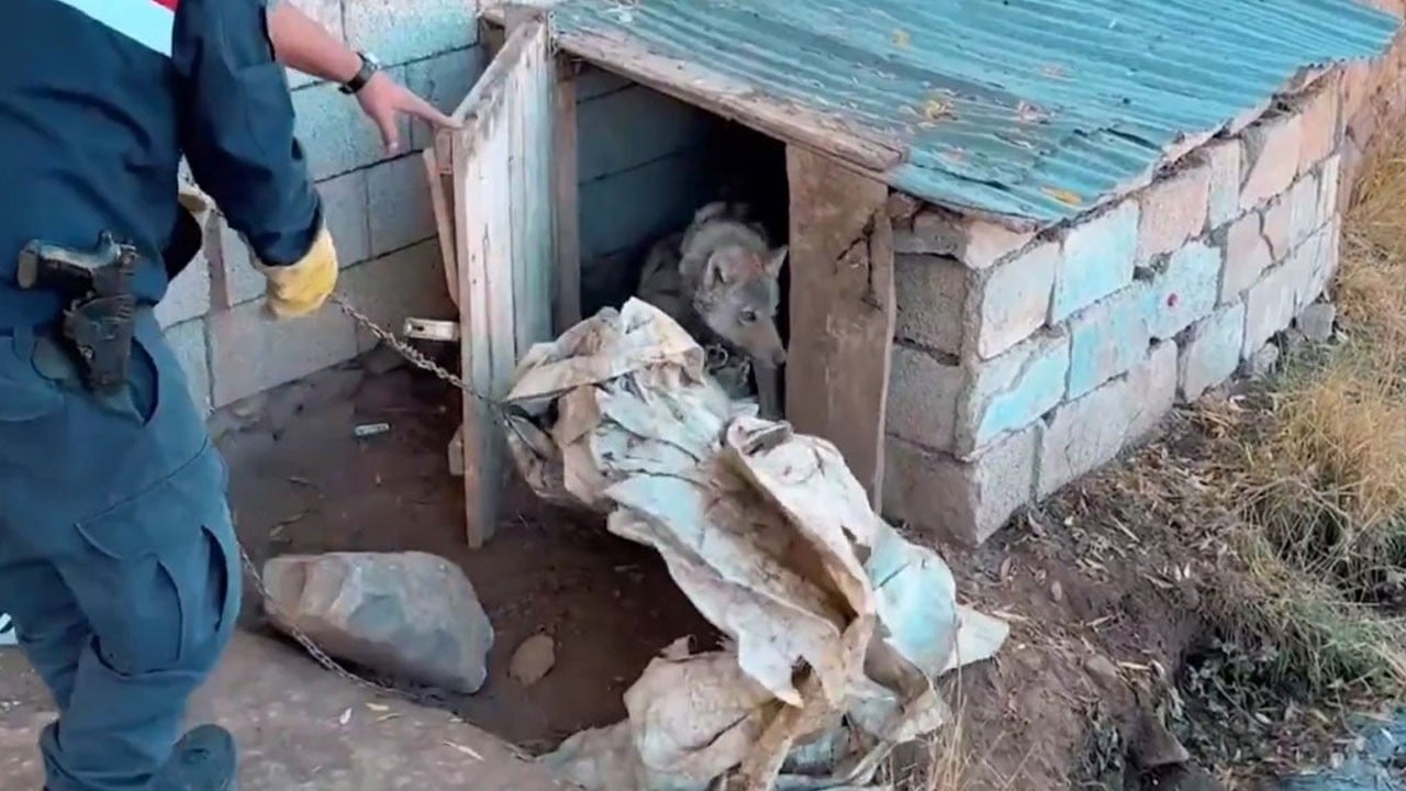 Kurdu zincirle bağladı, 81 bin TL ceza yedi!