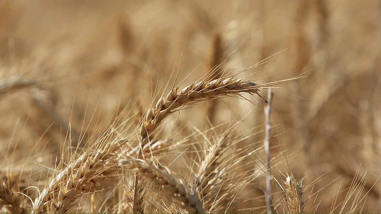 Küresel tahıl üretiminde rekor! IGC’den dikkat çeken tahmin