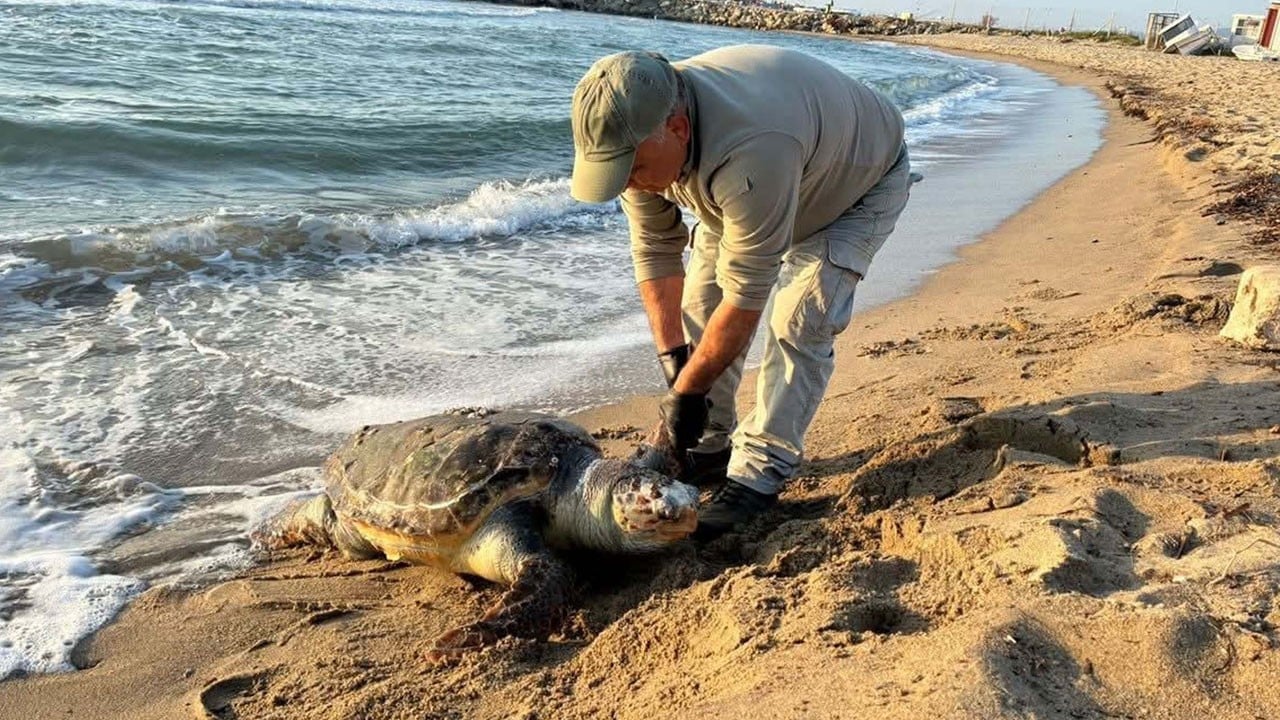 Kuşadası kıyılarında üzücü tablo! 3 deniz kaplumbağası ölü bulundu