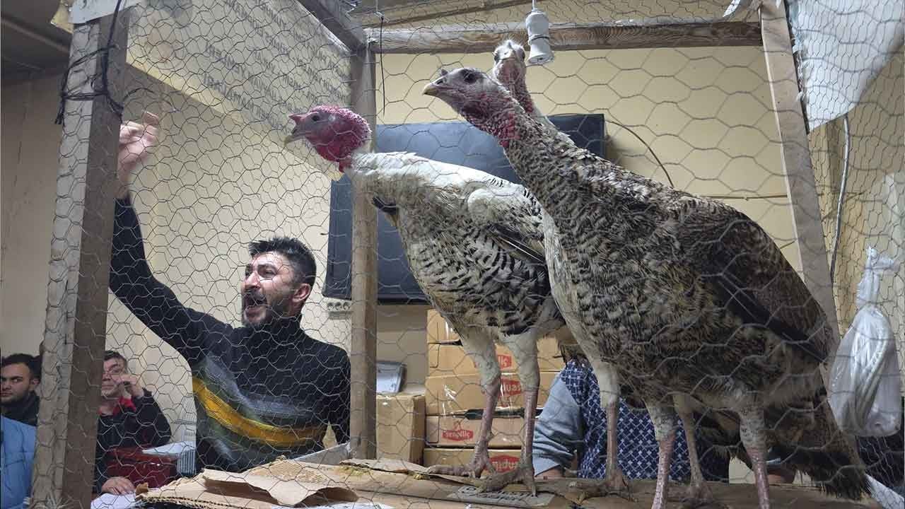 Kütahya’da göz kamaştıran güzellik yarışı: Süs tavuğu mezadında fiyatlar havada uçuştu!