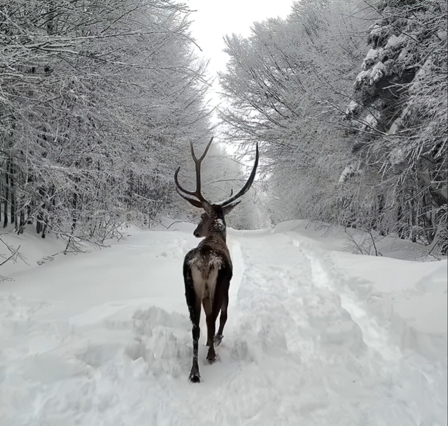 Kuzuyayla’da bayram sürprizi