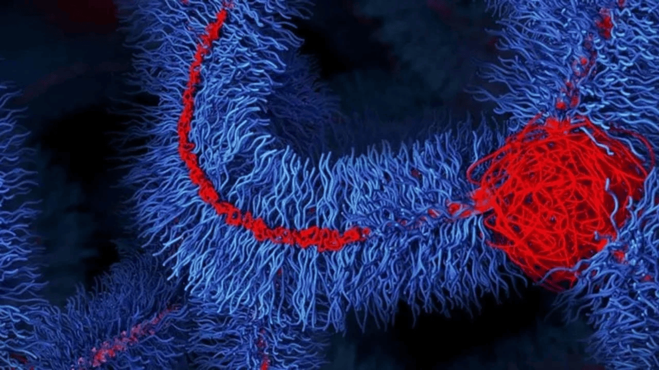 Laboratuvarda üretilen tüy kadar hafif malzeme bir arabayı çekebiliyor!