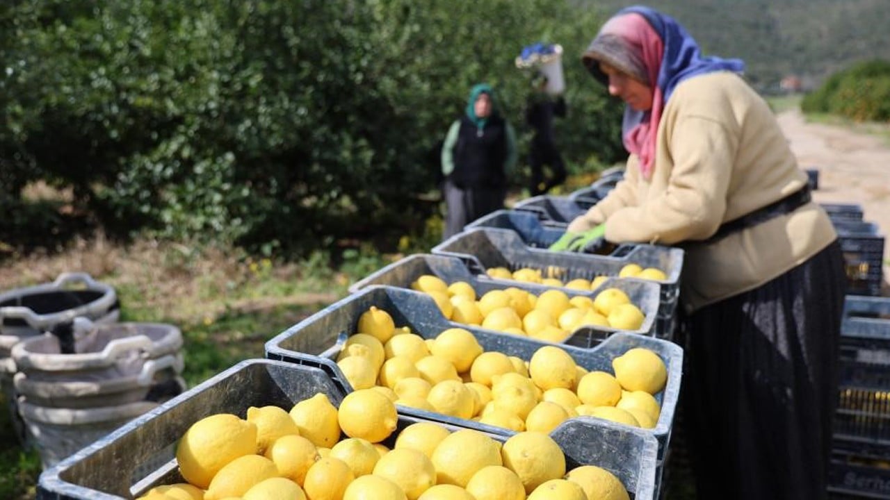 Limonun fiyatı 5 kat arttı! Türkiye ithalata açıldı! Milyon ton üretim yetersiz