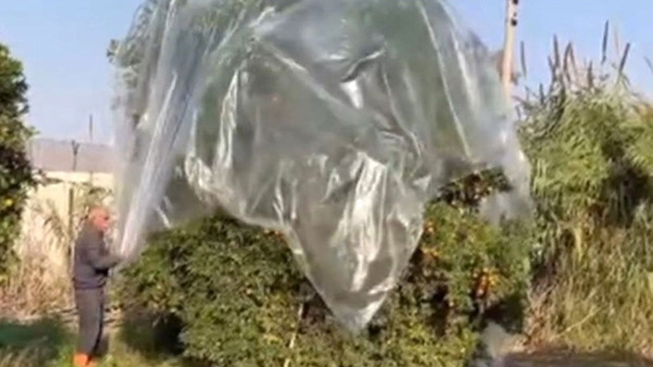 Mandalina zarar görmesin diye bakın nasıl önlem aldı