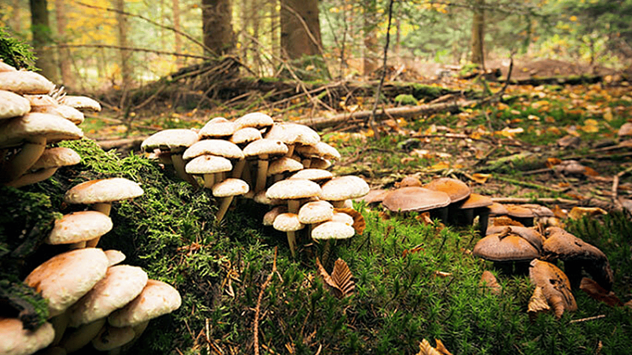 Mantar toplamak için gittiği ormanlık alanda kaybolan kişi aranıyor