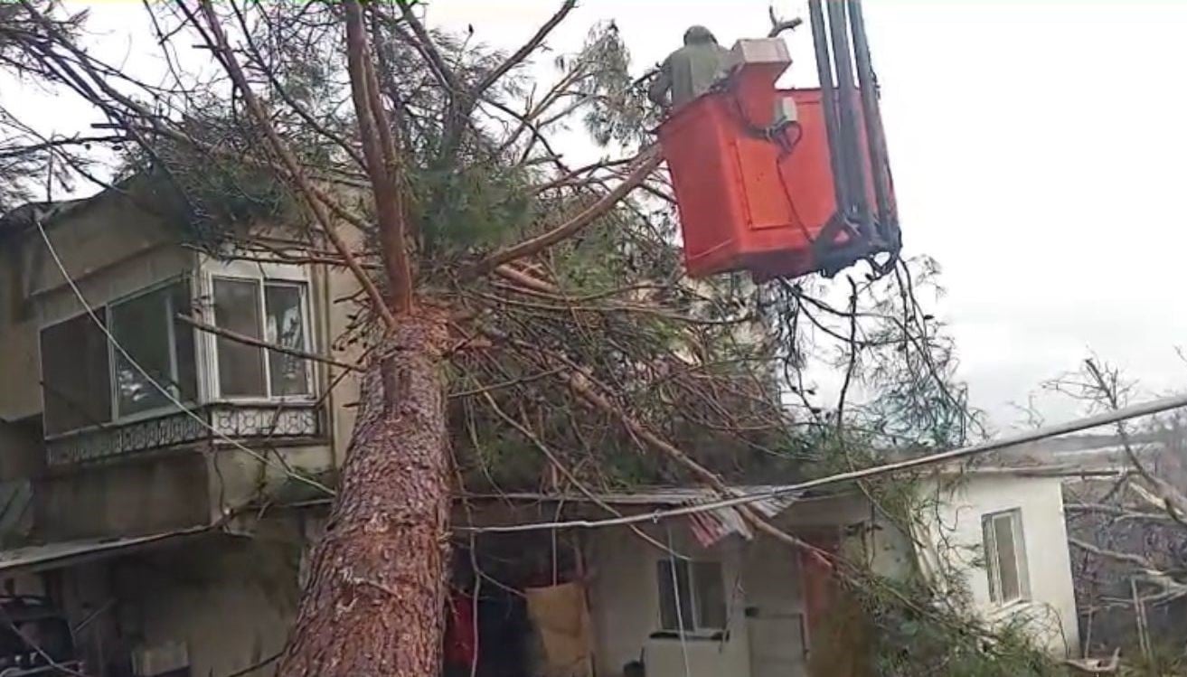 Mersin'de devrilen ağaç facianın eşiğinden döndürdü!